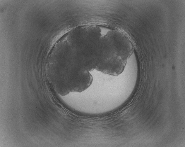 X0000066080675200604071732