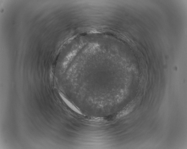 X0000066080720200604071732