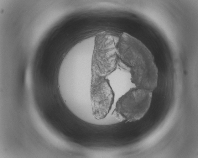 X0000066080765200604071732