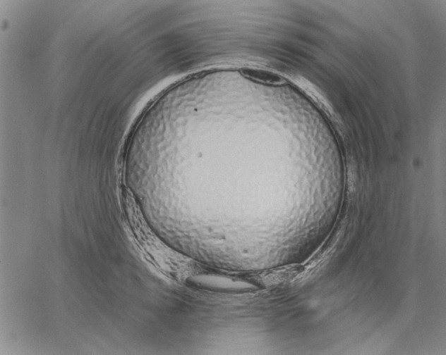 X0000066080854200604071730