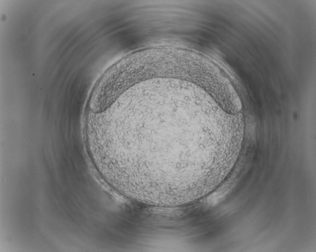 X0000066080856200604071730