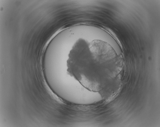 X0000066080859200604071730