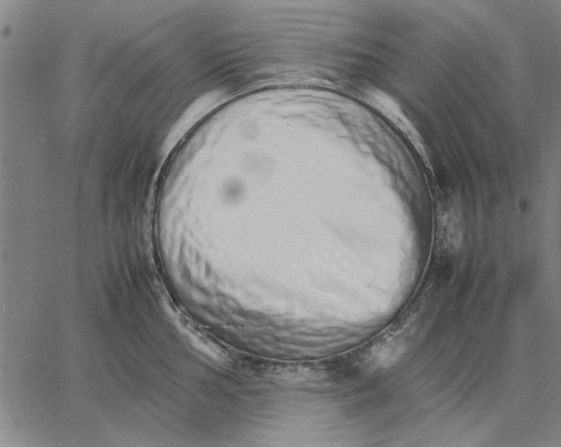 X0000066081002200604071727