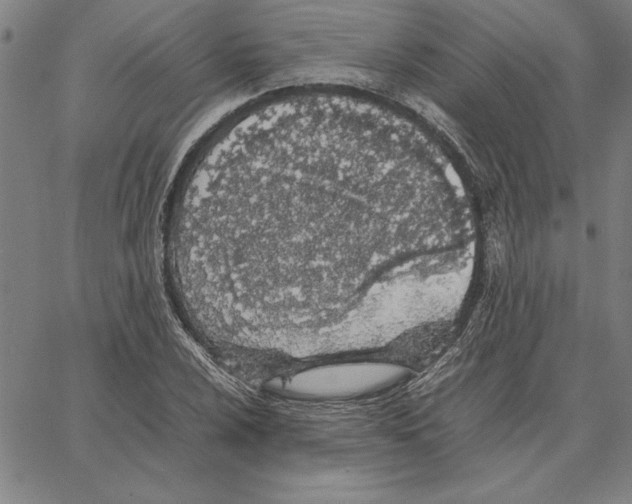 X0000066081024200604071726