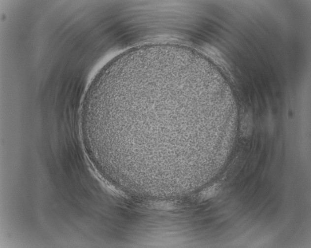 X0000066081086200604071726