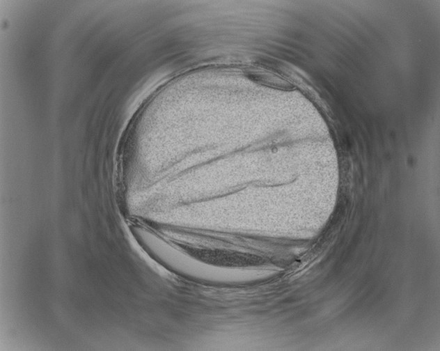 X0000066081095200604071726