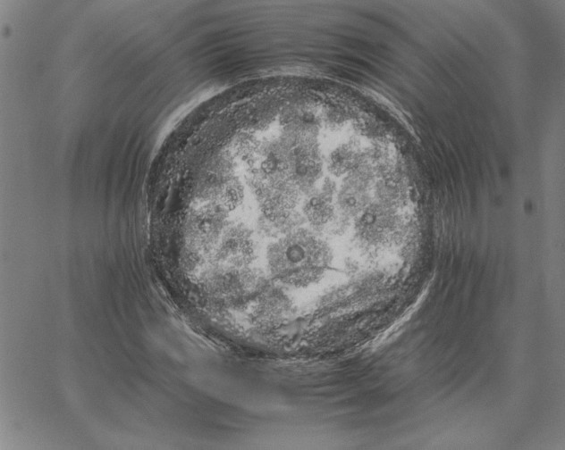 X0000066081117200604071725