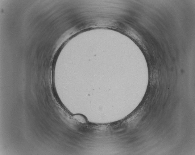 X0000066081130200604071725