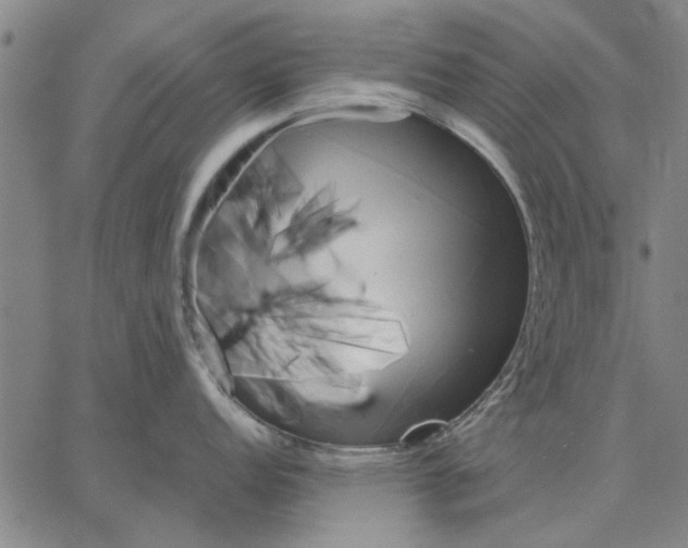 X0000066081152200604071725