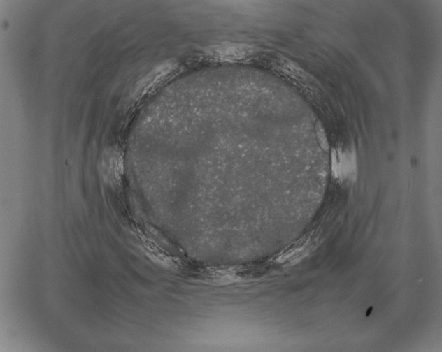 X0000066081155200604071725