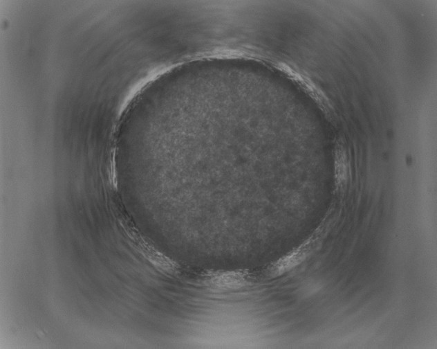 X0000066081262200604071723