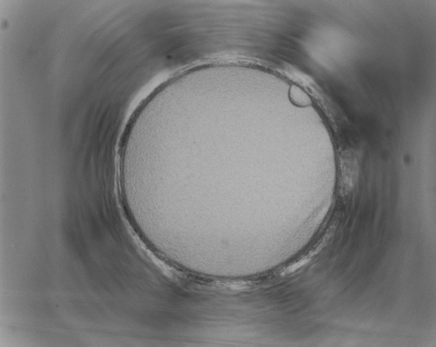 X0000066081286200604071722