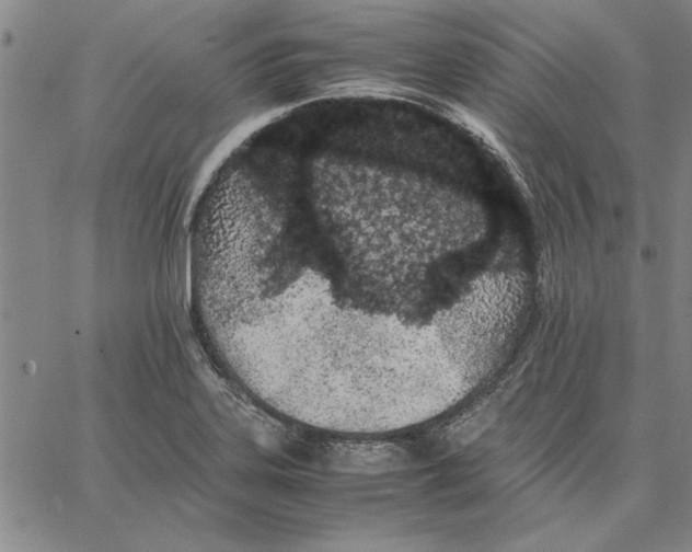 X0000066081323200604071722