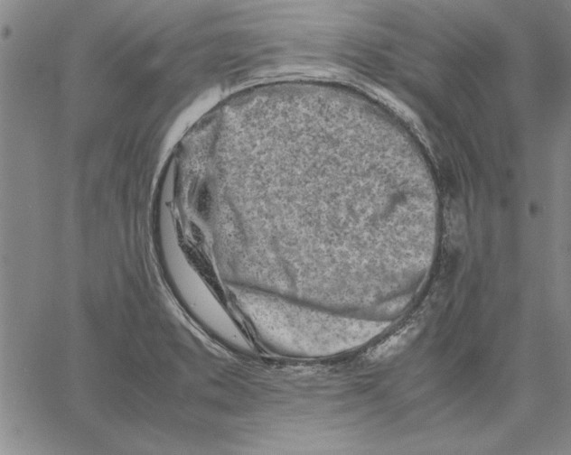 X0000066081373200604071721