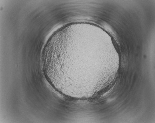 X0000066081384200604071721