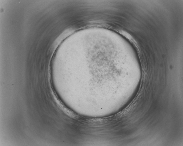 X0000066081431200604071721