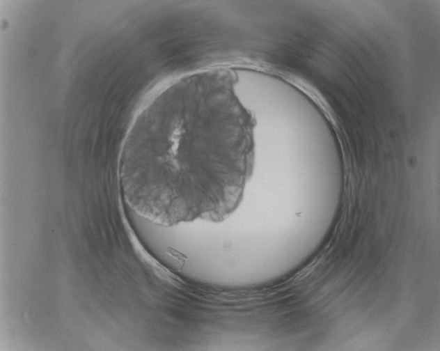 X0000066081439200604071721