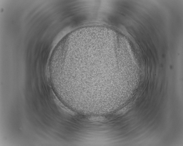 X0000066081466200604071720