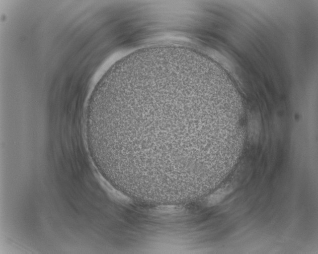 X0000066081478200604071719