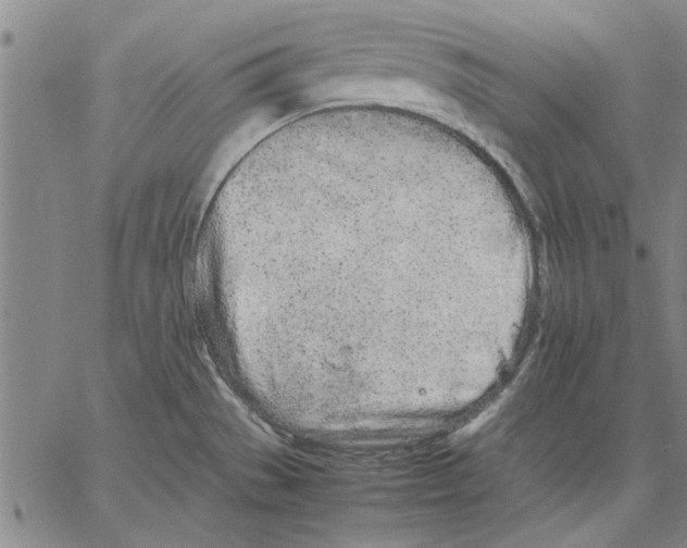 X0000066081529200604071719