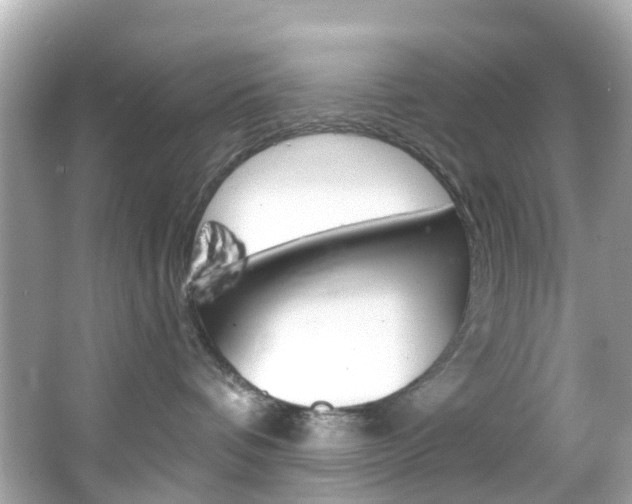 X0000066090336200603101009