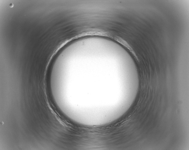 X0000066090436200603101007