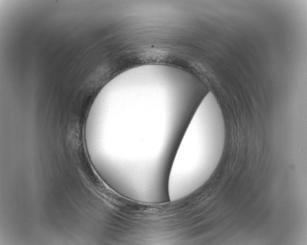 X0000066090498200603101007