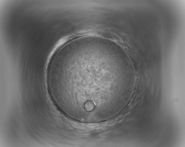 X0000066090006200603101218