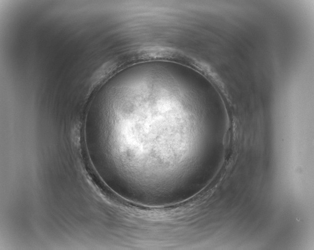 X0000066090010200603101218