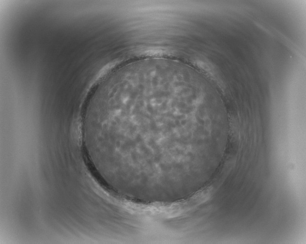 X0000066090016200603101218