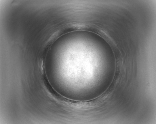 X0000066090024200603101218