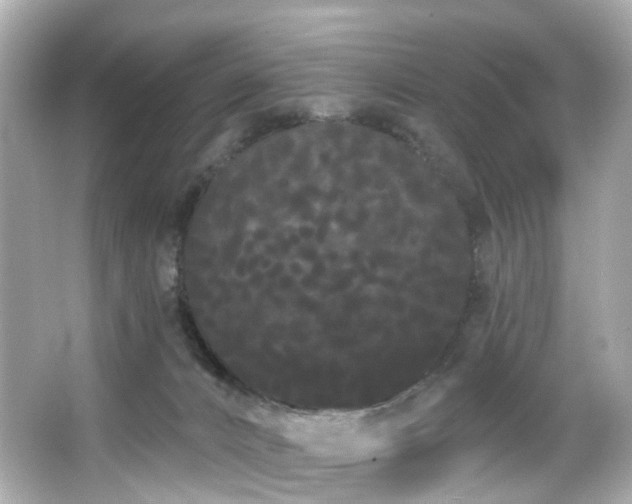 X0000066090032200603101217