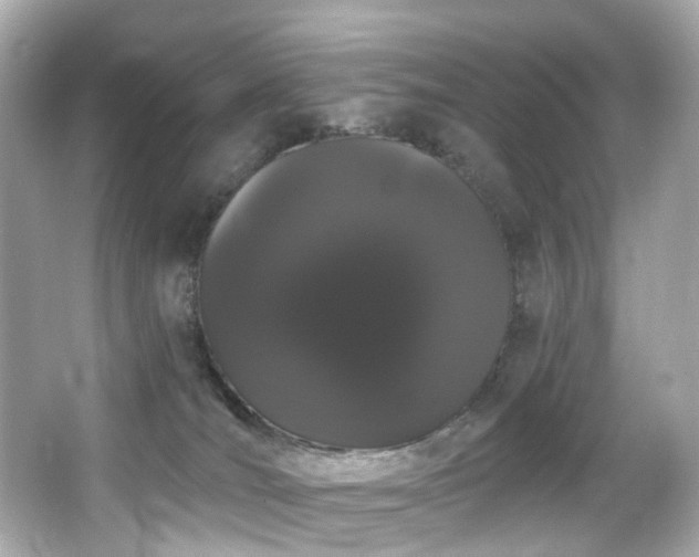 X0000066090036200603101217