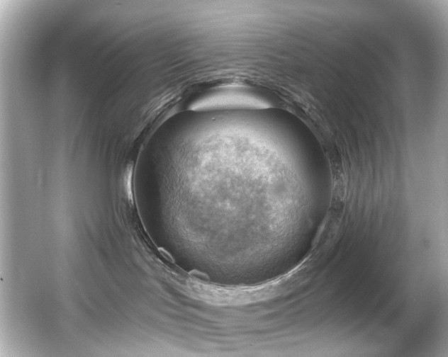 X0000066090047200603101217