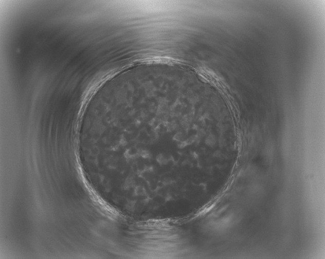 X0000066090049200603101216