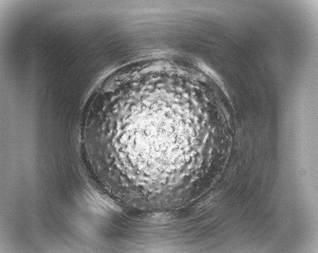 X0000066090059200603101217