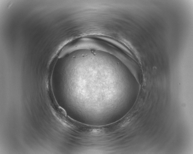 X0000066090060200603101217