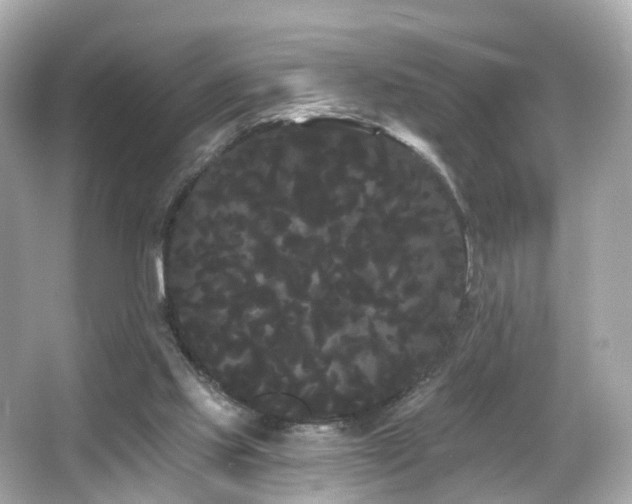 X0000066090061200603101217