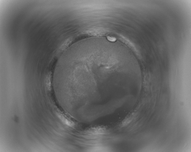 X0000066090065200603101217