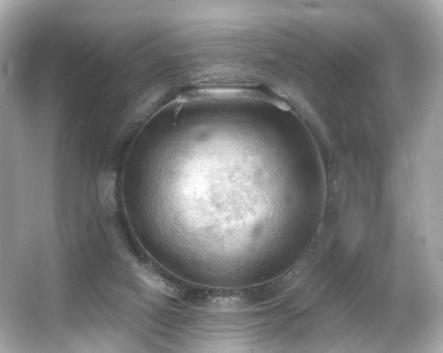 X0000066090066200603101217