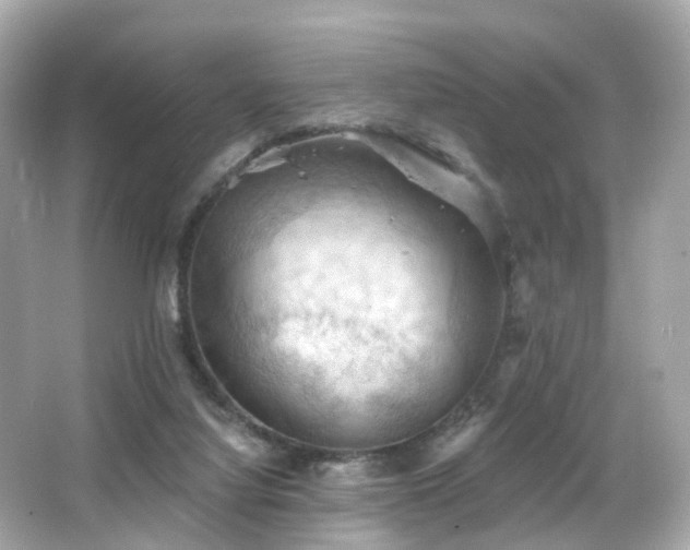 X0000066090068200603101217