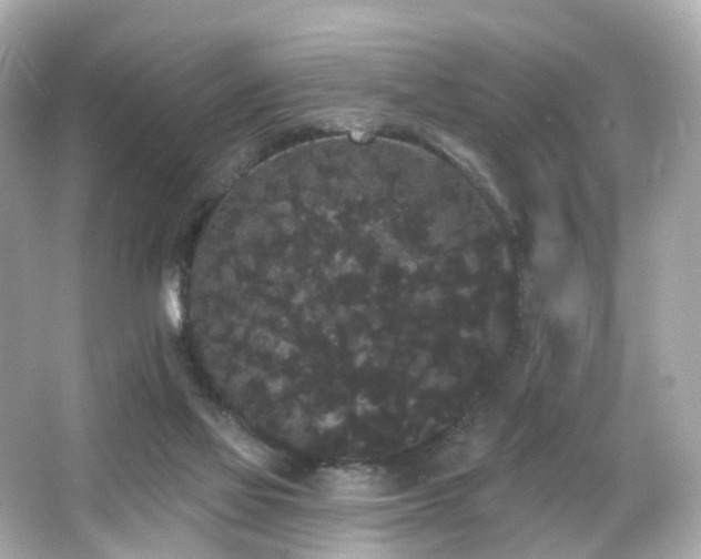 X0000066090069200603101217