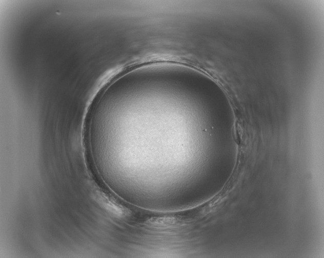 X0000066090104200603101216