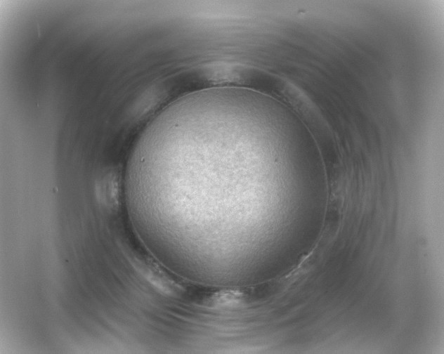 X0000066090124200603101216