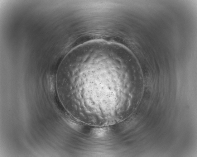 X0000066090131200603101216