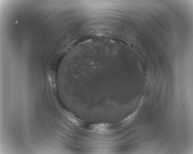 X0000066090182200603101215