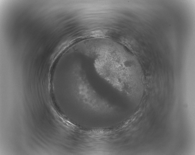 X0000066090194200603101215