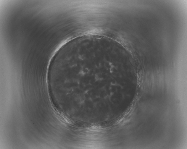 X0000066090196200603101215