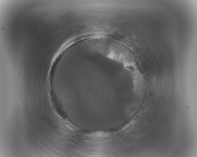 X0000066090198200603101215