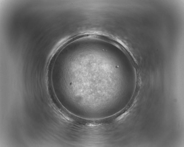 X0000066090199200603101215